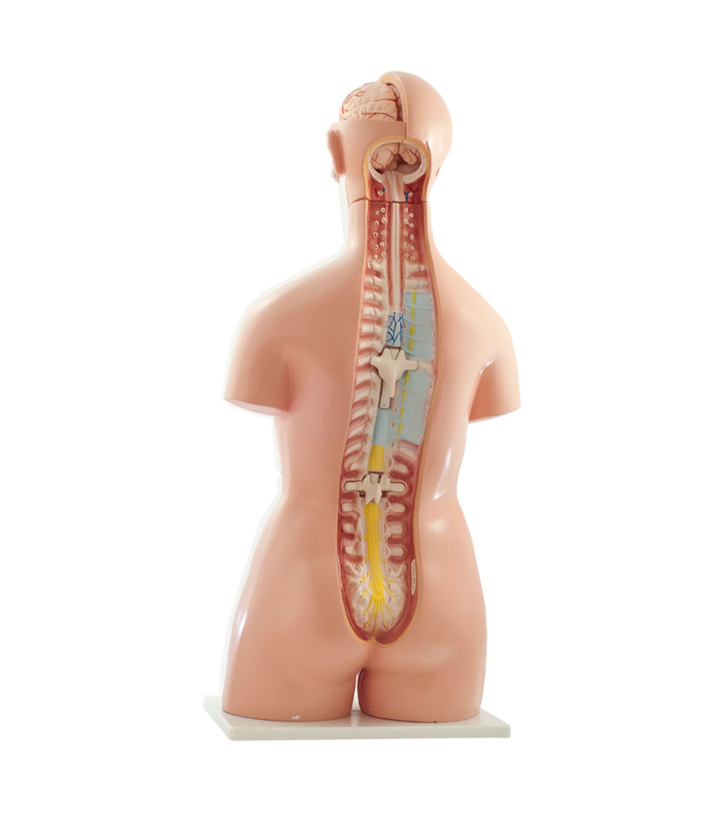 Modèle anatomique du Torse humain bisexué 85 cm en 26 parties (dos