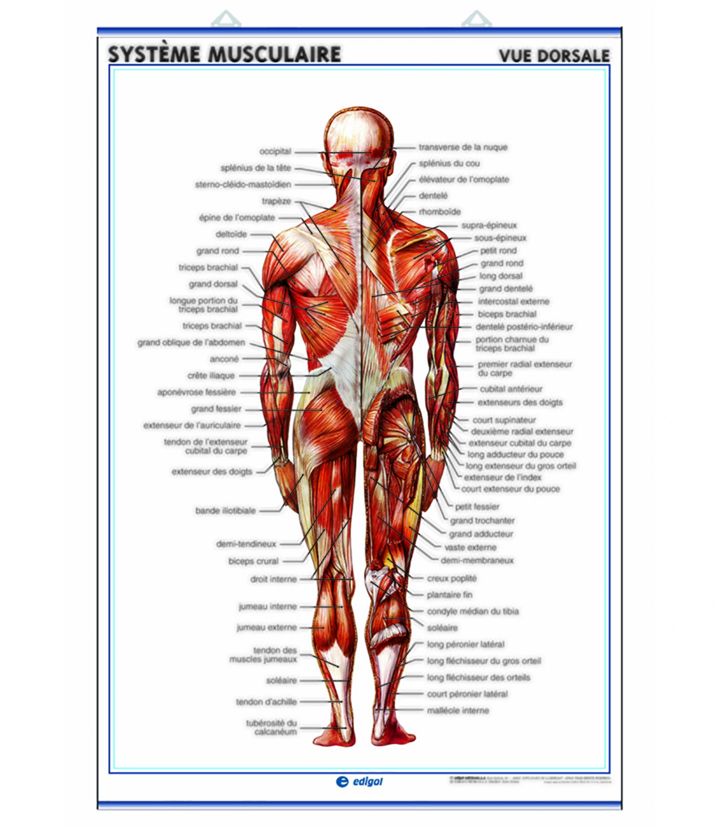 Le squelette humain et le système musculaire vus de dos de Stocktrek Images  en poster, tableau sur toile et plus