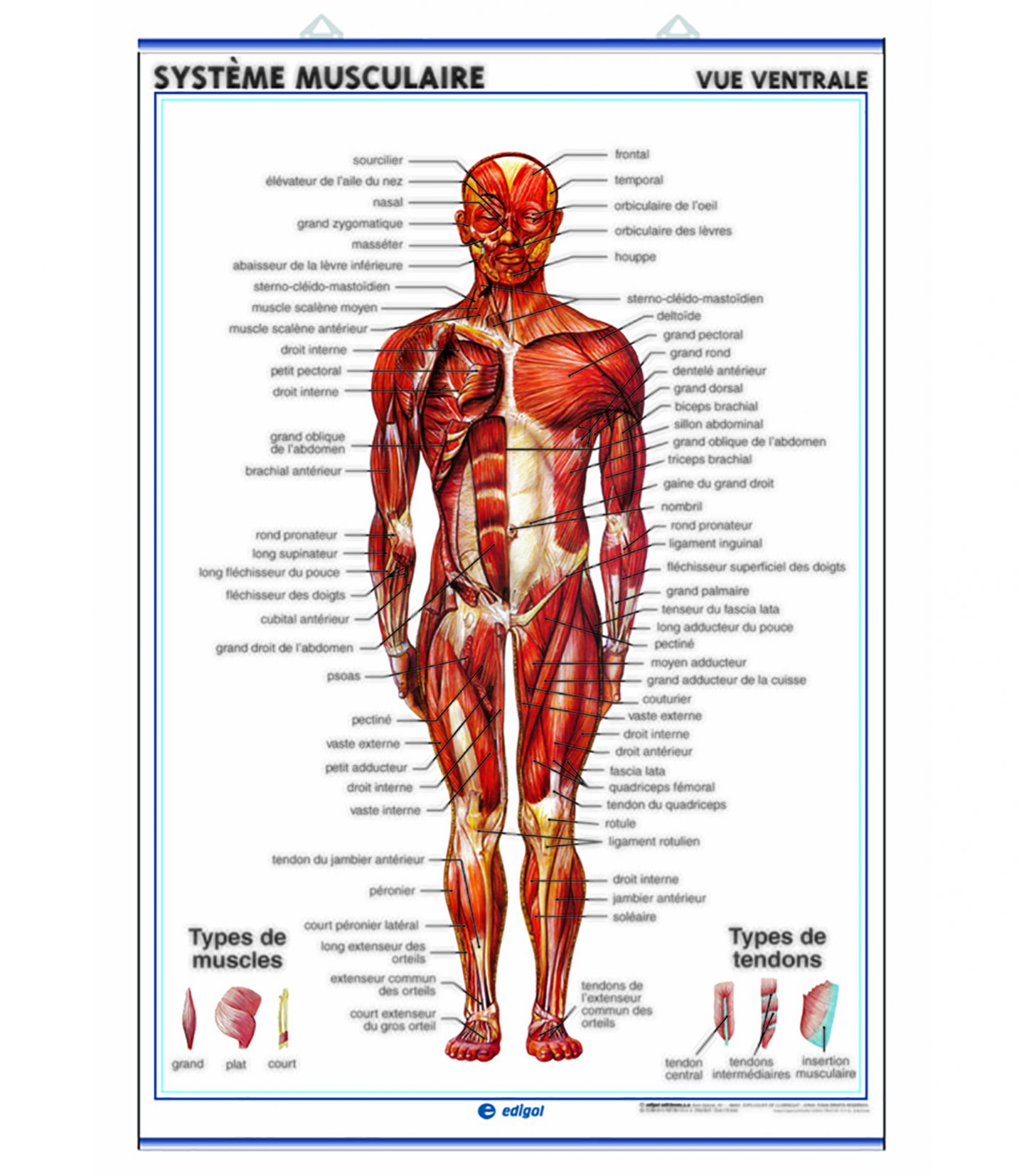 Anatomie Générale des Muscles du Corps Humain